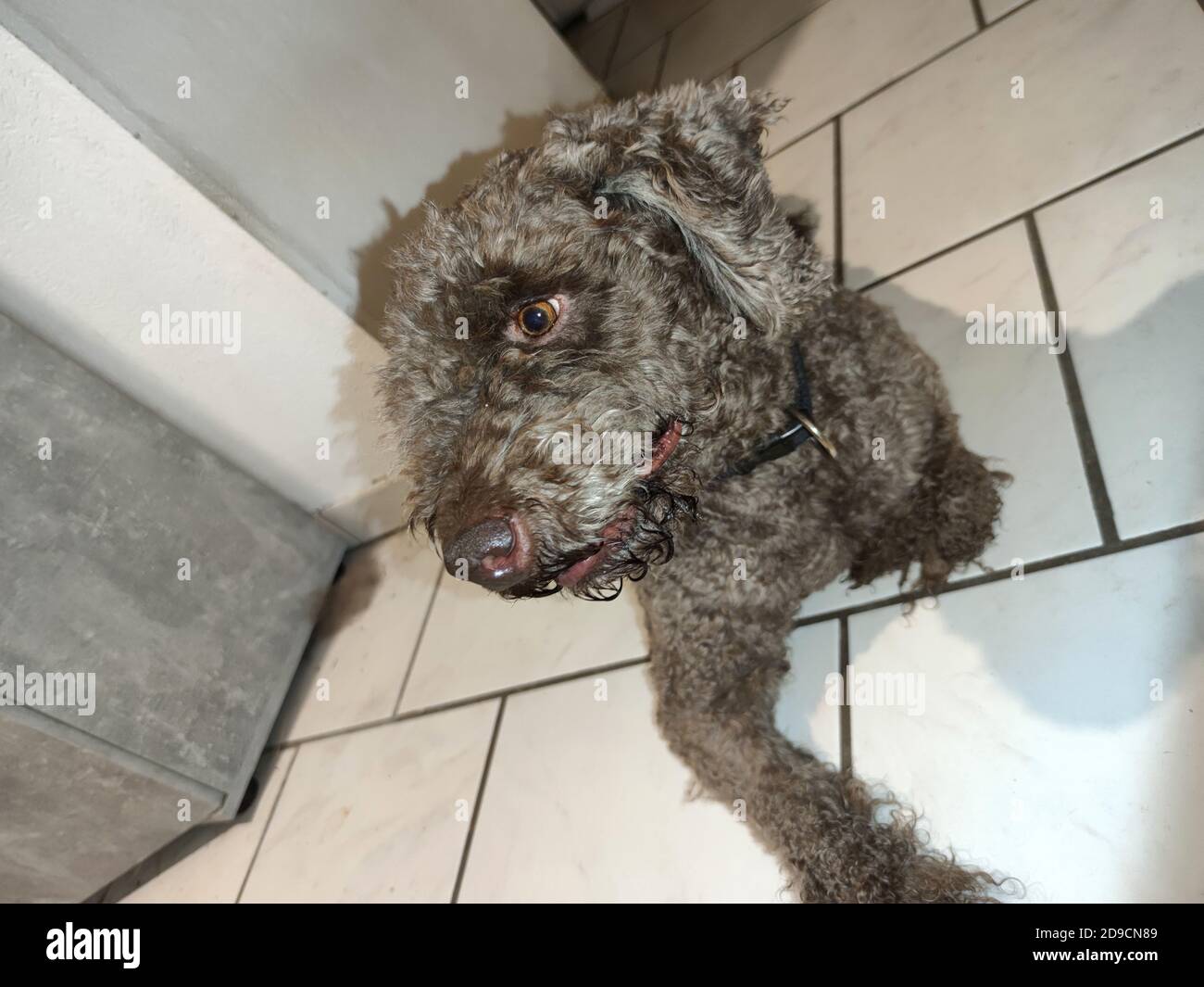 Sitting dog profile brown lagotto romagnolo truffle breed close up background modern high quality prints Stock Photo