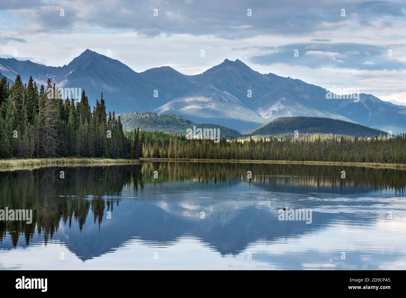 North America; United States; Wrangell Mountains; Taiga Lake; Autumn;  Wrangell-St.Elias National Park; Beaver swimming with Pacific Loon pair in  backg Stock Photo - Alamy