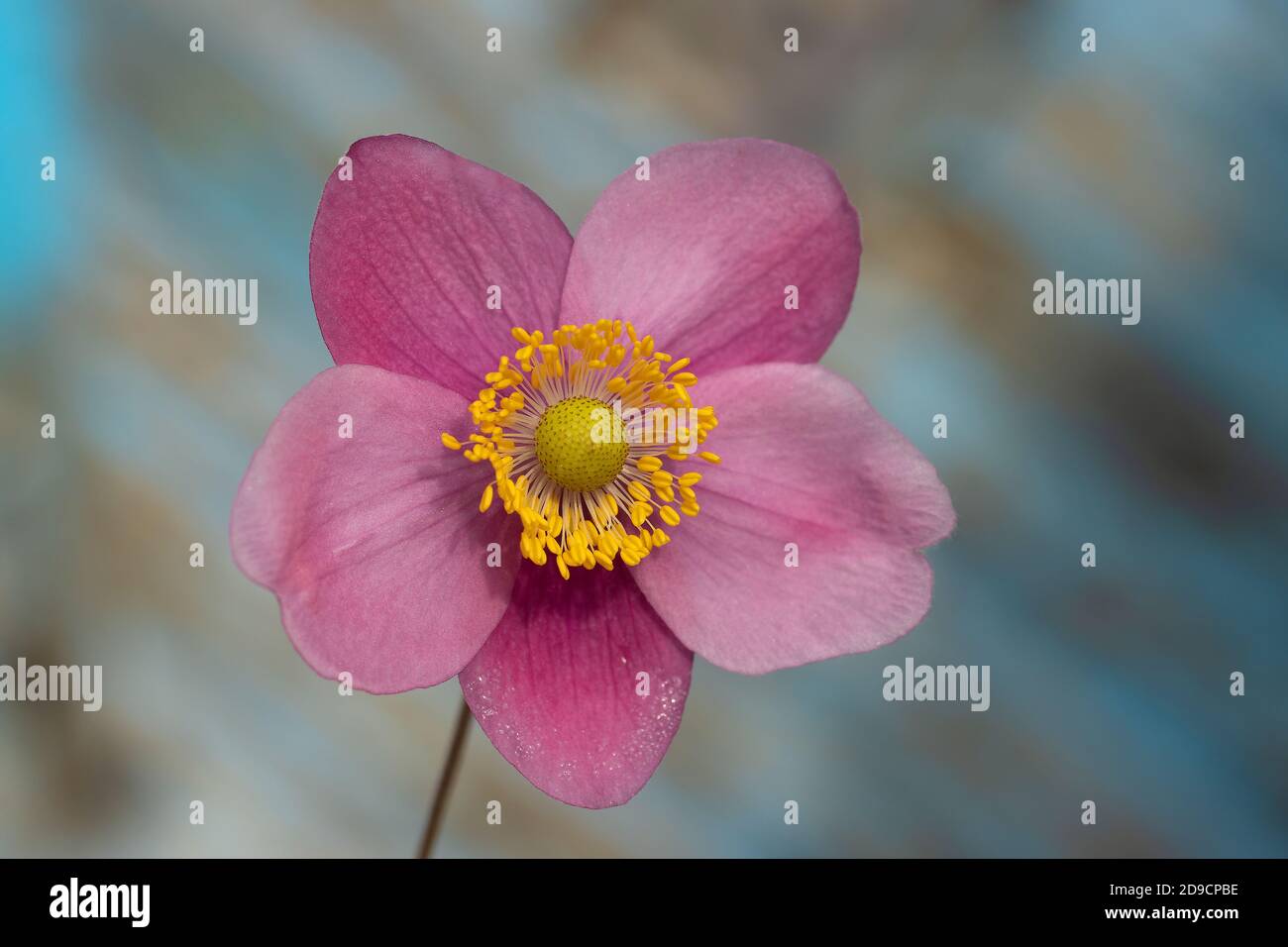 Macro Shot of Anemone Vivid Dark Pink Flower On Blue Blurred Decayed Wooden Background Stock Photo