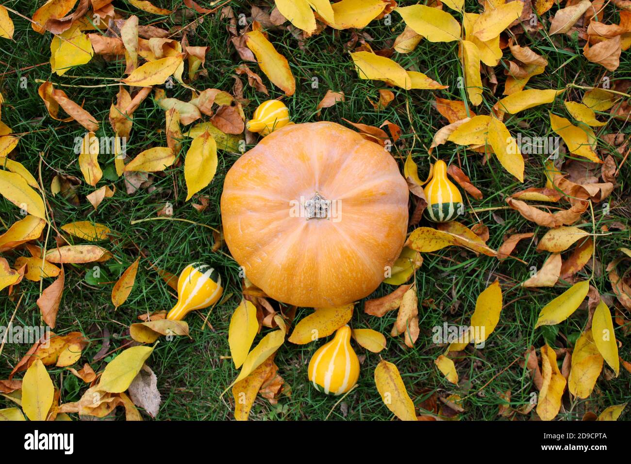 Orange pumpkin for autumn garden decoration Stock Photo