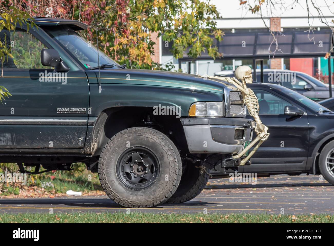 Fake human skeleton attached to the bumper of a Dodge Pickup Truck in Vermont Stock Photo