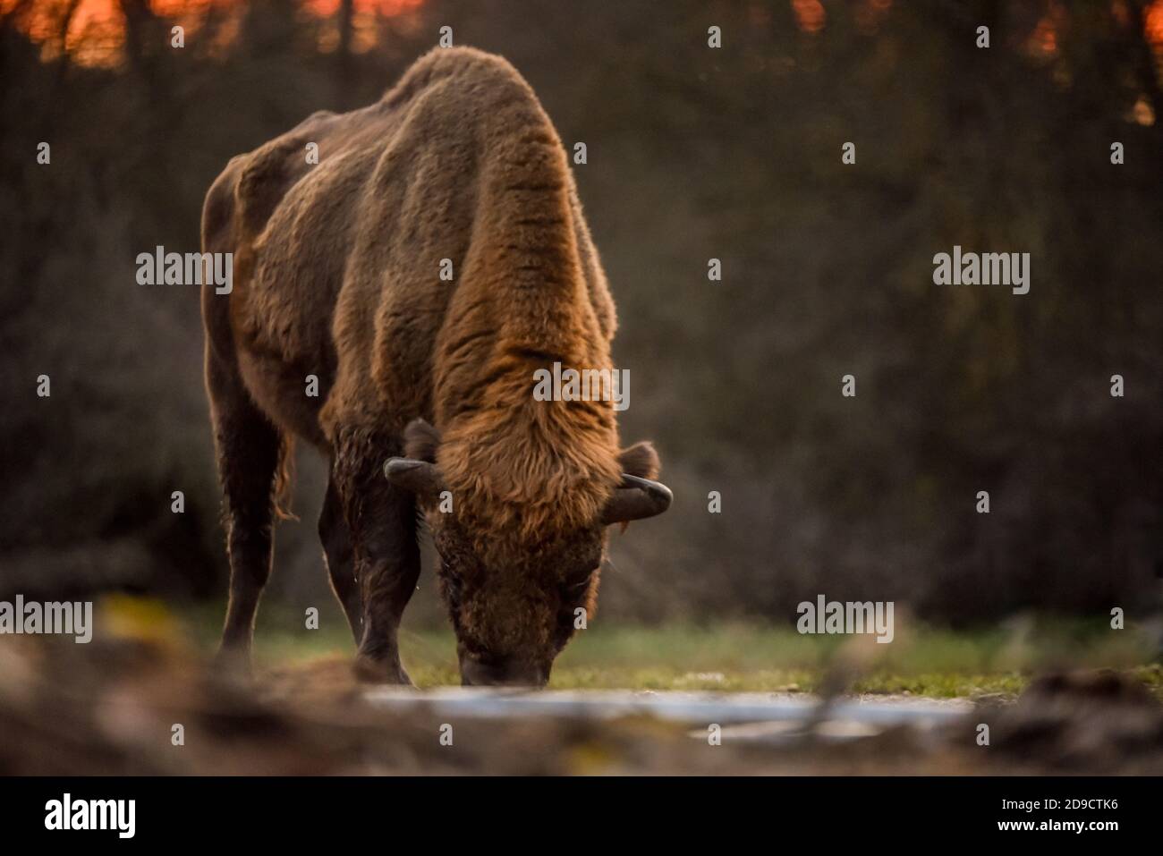 european bison sunset Stock Photo