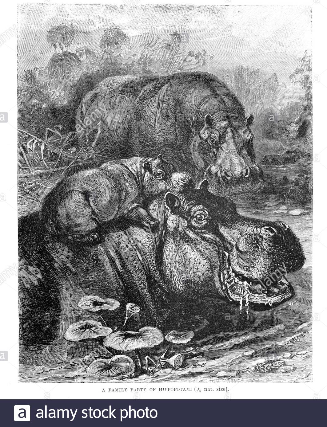 Family of Hippo, vintage illustration from 1894 Stock Photo