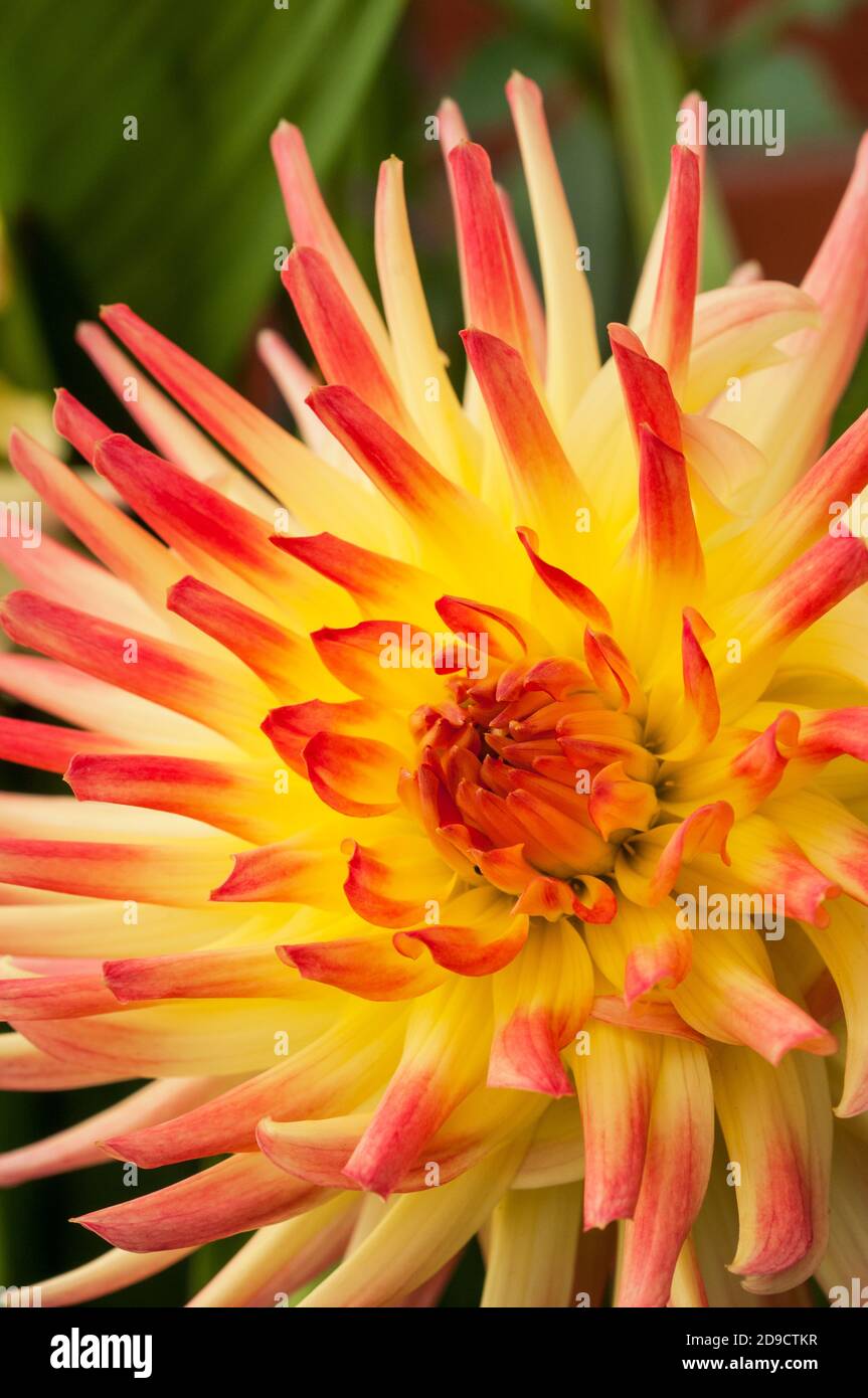 A close up of Dahlia Vectra a decorative or dinner plate double dahlia.that flowers throughout summer A tuberous perennial that likes full sun Stock Photo