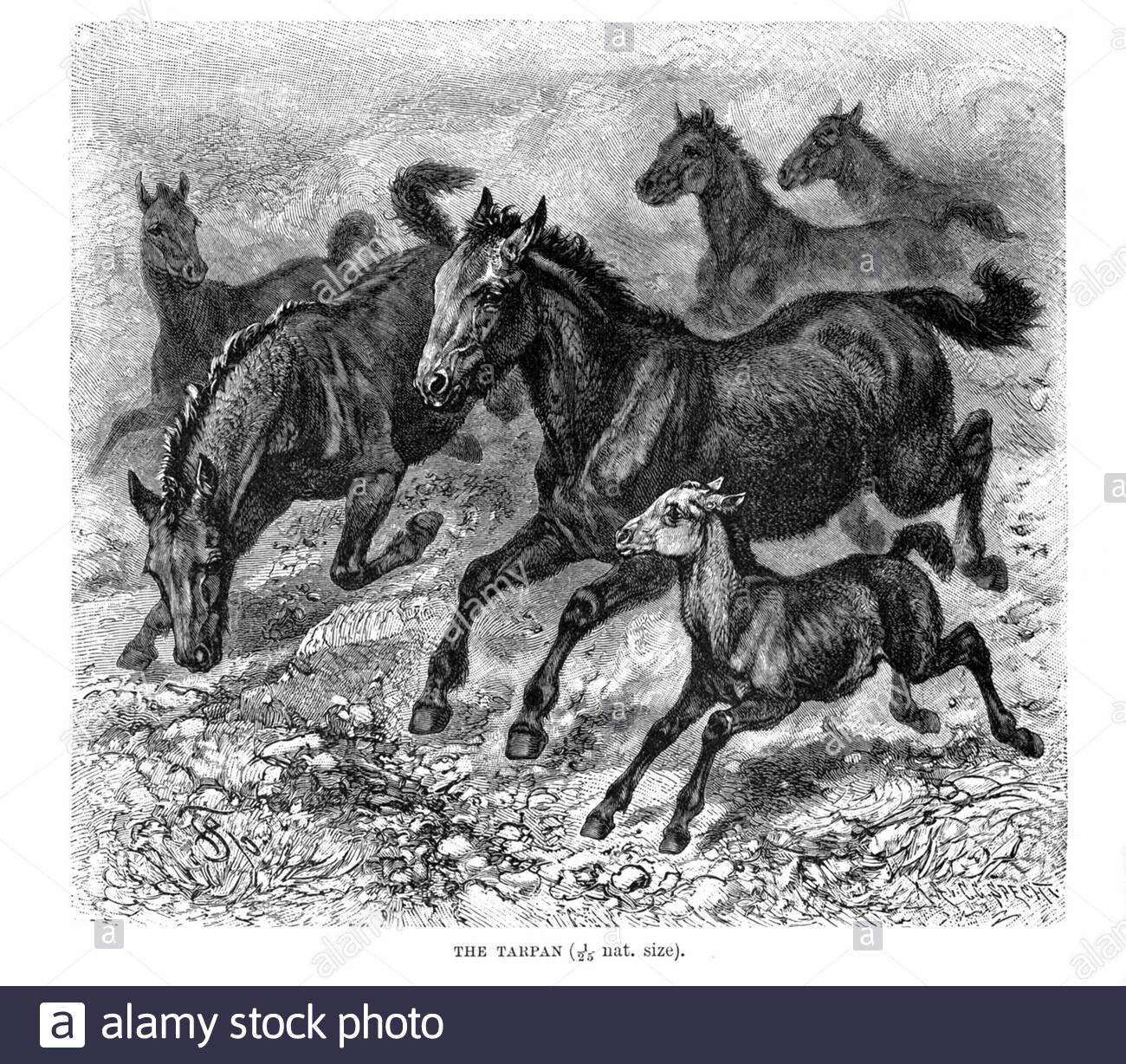 Tarpan horse, vintage illustration from 1894 Stock Photo