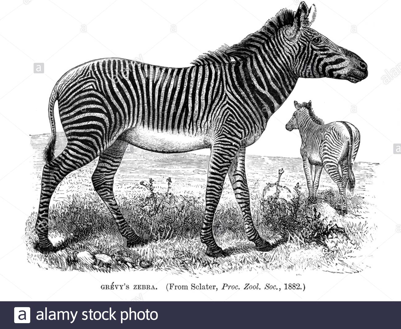 Grévy's zebra, vintage illustration from 1894 Stock Photo
