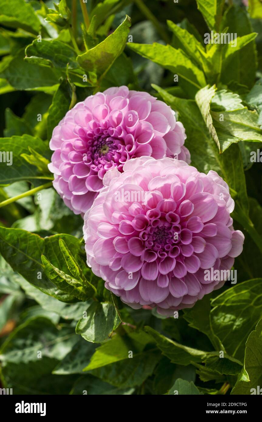 Von berlin hi-res stock photography and images - Alamy