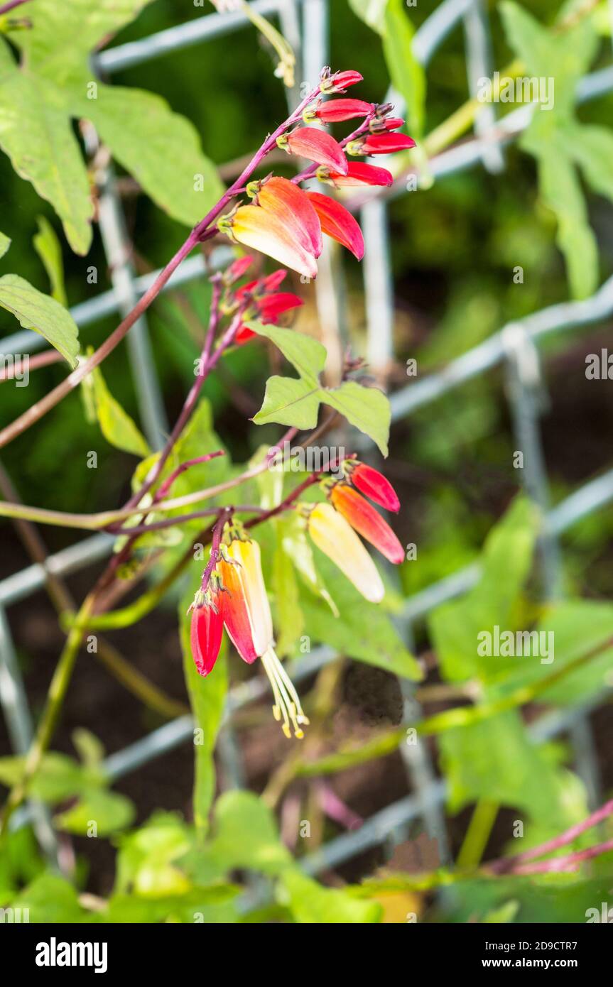 Close up of Ipomoea labata a climbing perennial that is usually grown as an annual. Red orange yellow and white flowers through summer into autumn. Stock Photo