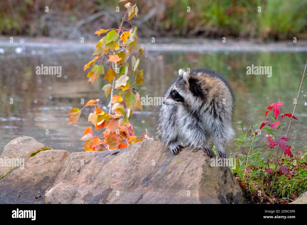 Raccoon stands on Boulder looking over the Water Stock Photo