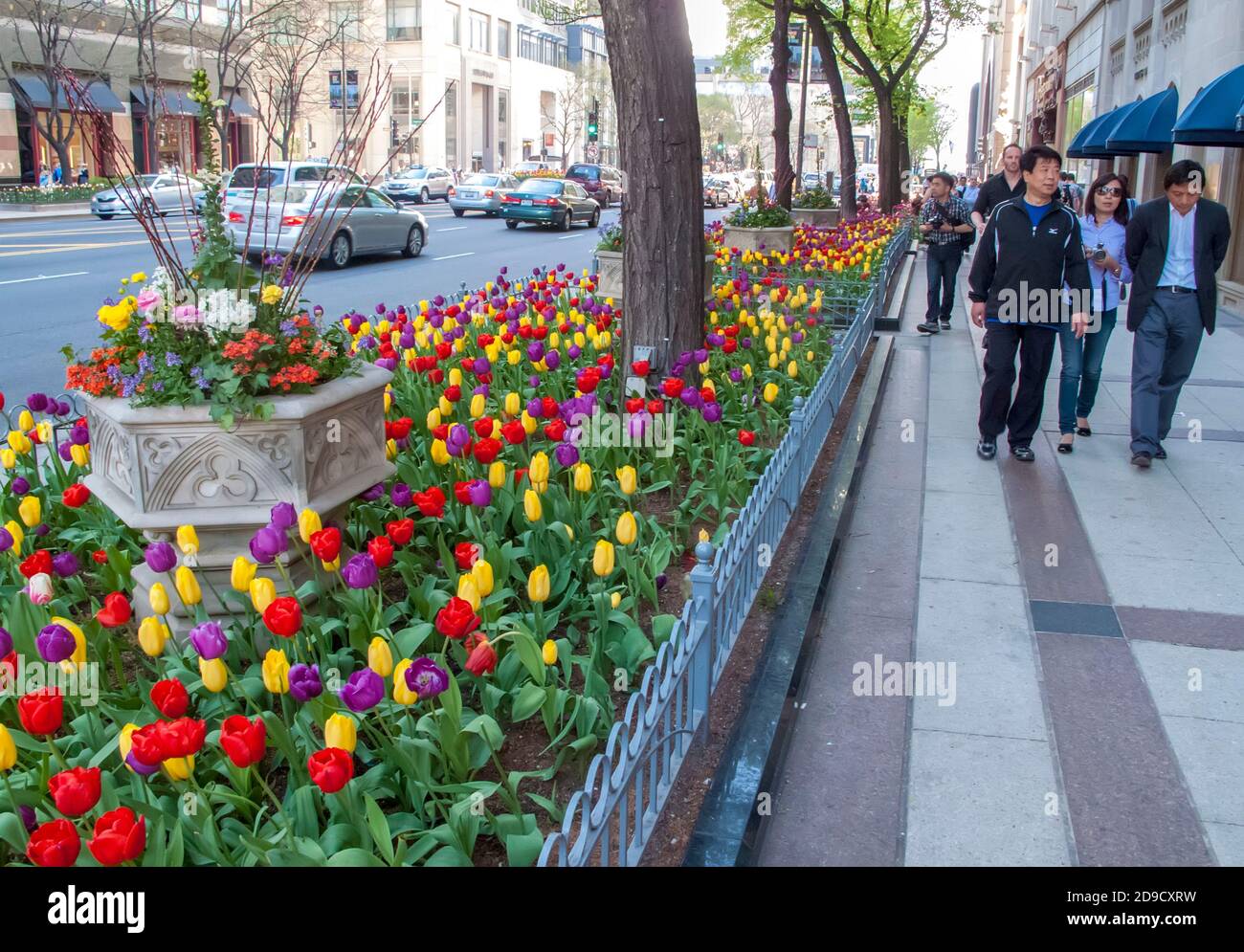 Tulips brighten the Magnificent Mile in Chicago, Illinois, USA Stock Photo
