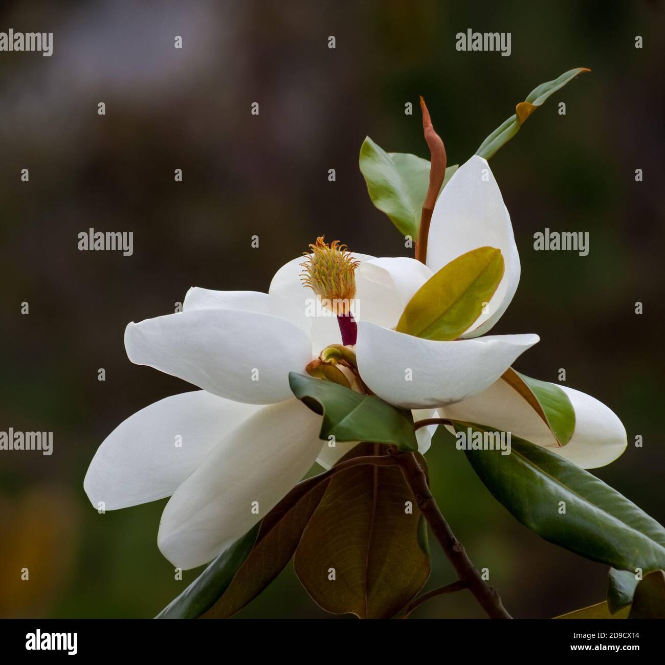 Magnolia tree leaves hi-res stock photography and images - Alamy