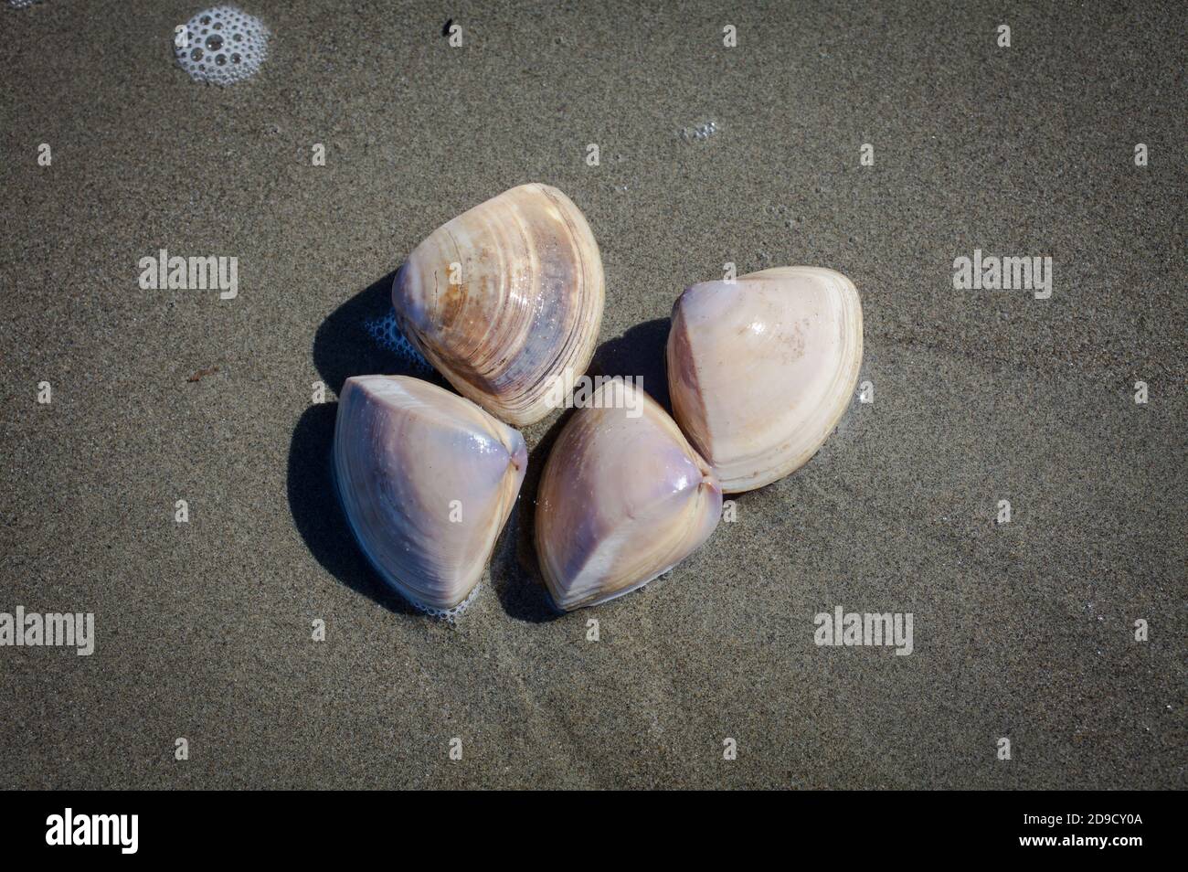 Commercial shell fish harvest hires stock photography and images Alamy