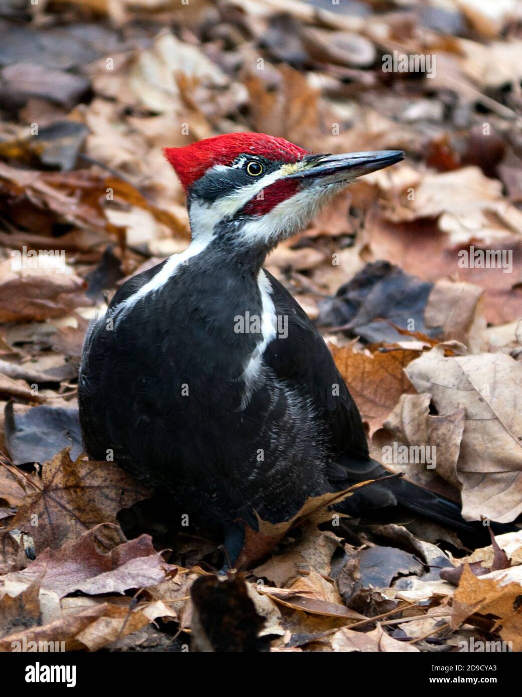 Woodpecker bird closeup profile view with a brown leaves background in