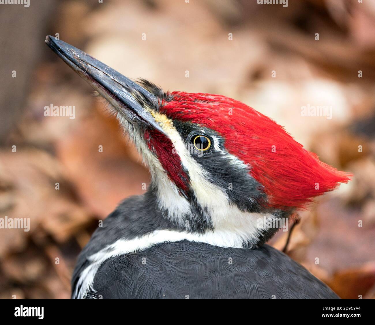 Woodpecker head closeup profile view with a brown leaves background in