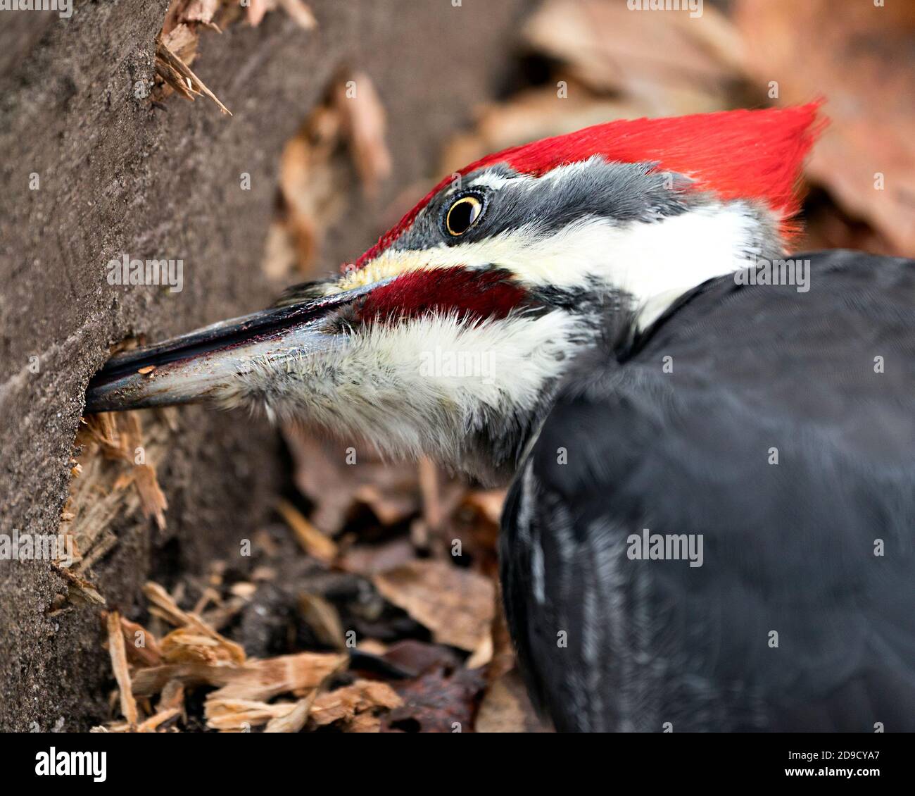 Woodpecker head close-up profile view with a blur background woodpeckers making holes in wood siding in its environment and habitat. Stock Photo