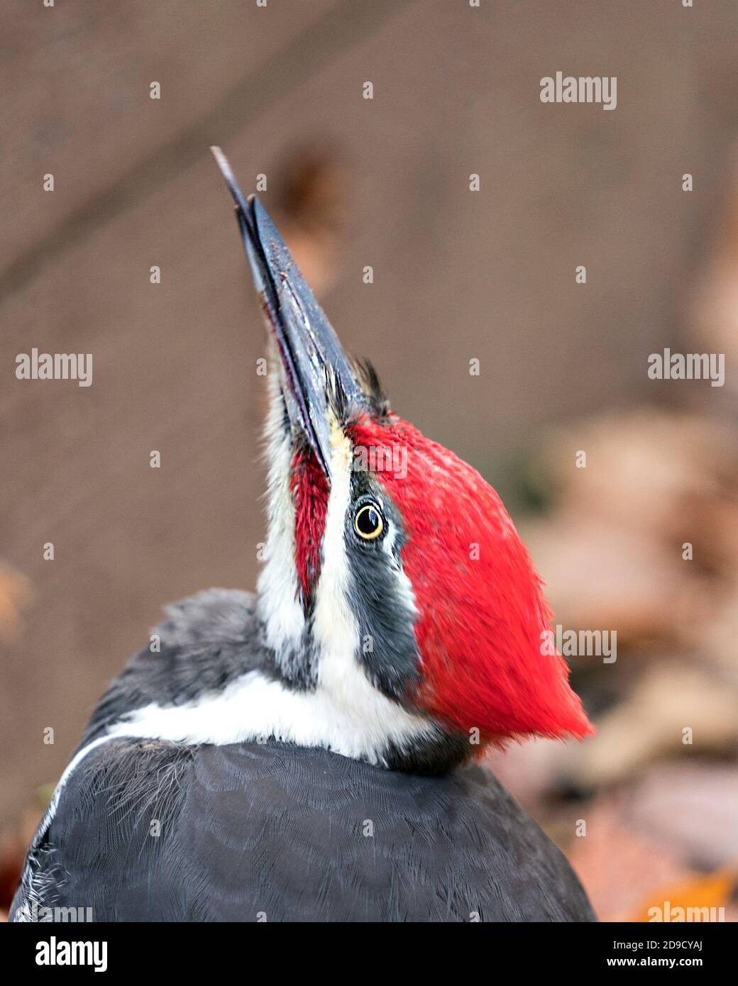 Woodpecker head close-up profile view with a blur background in its environment and habitat looking towards the sky. Stock Photo