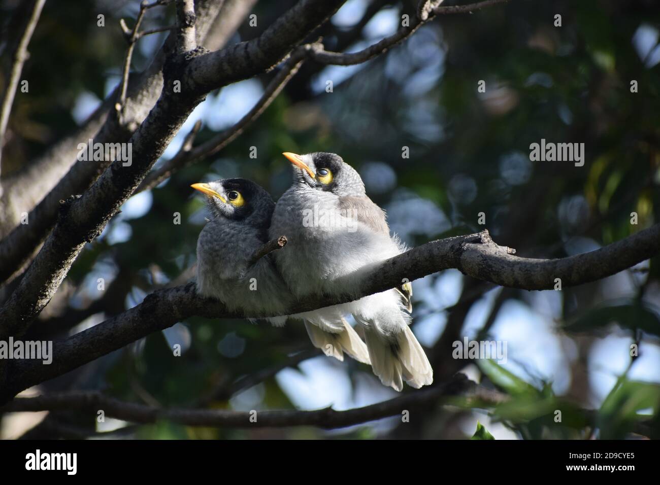 noisy miner (Manorina melanocephala) Stock Photo