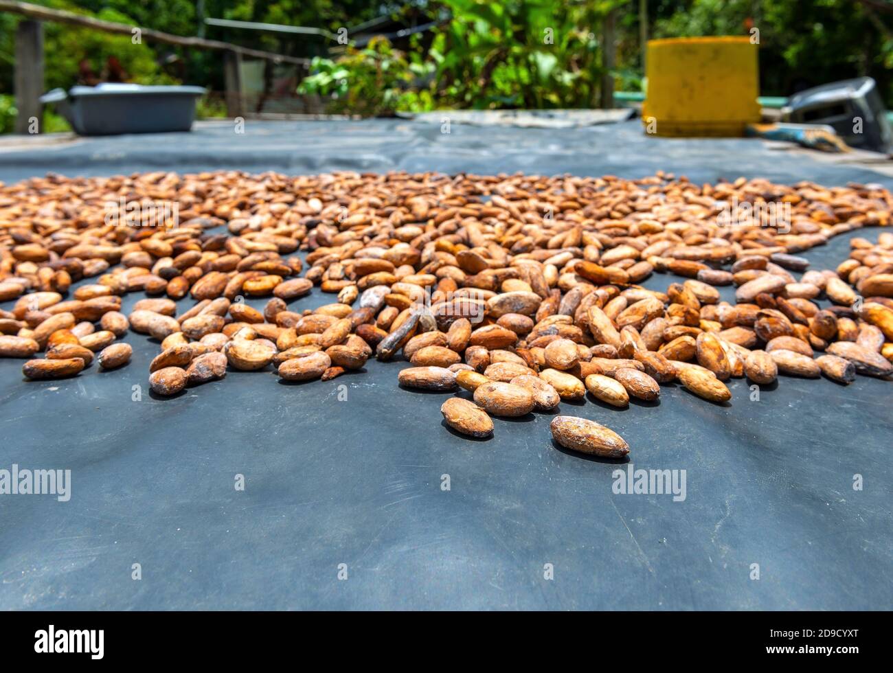 Fina aroma cacao beans sun drying in a local indigenous Kichwa community, Yasuni national park, Amazon rainforest, Ecuador. Stock Photo