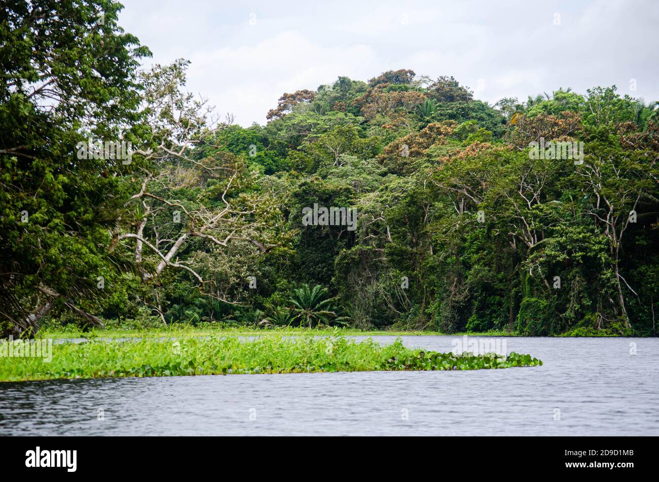 Forests in the canal area of Panama Stock Photo