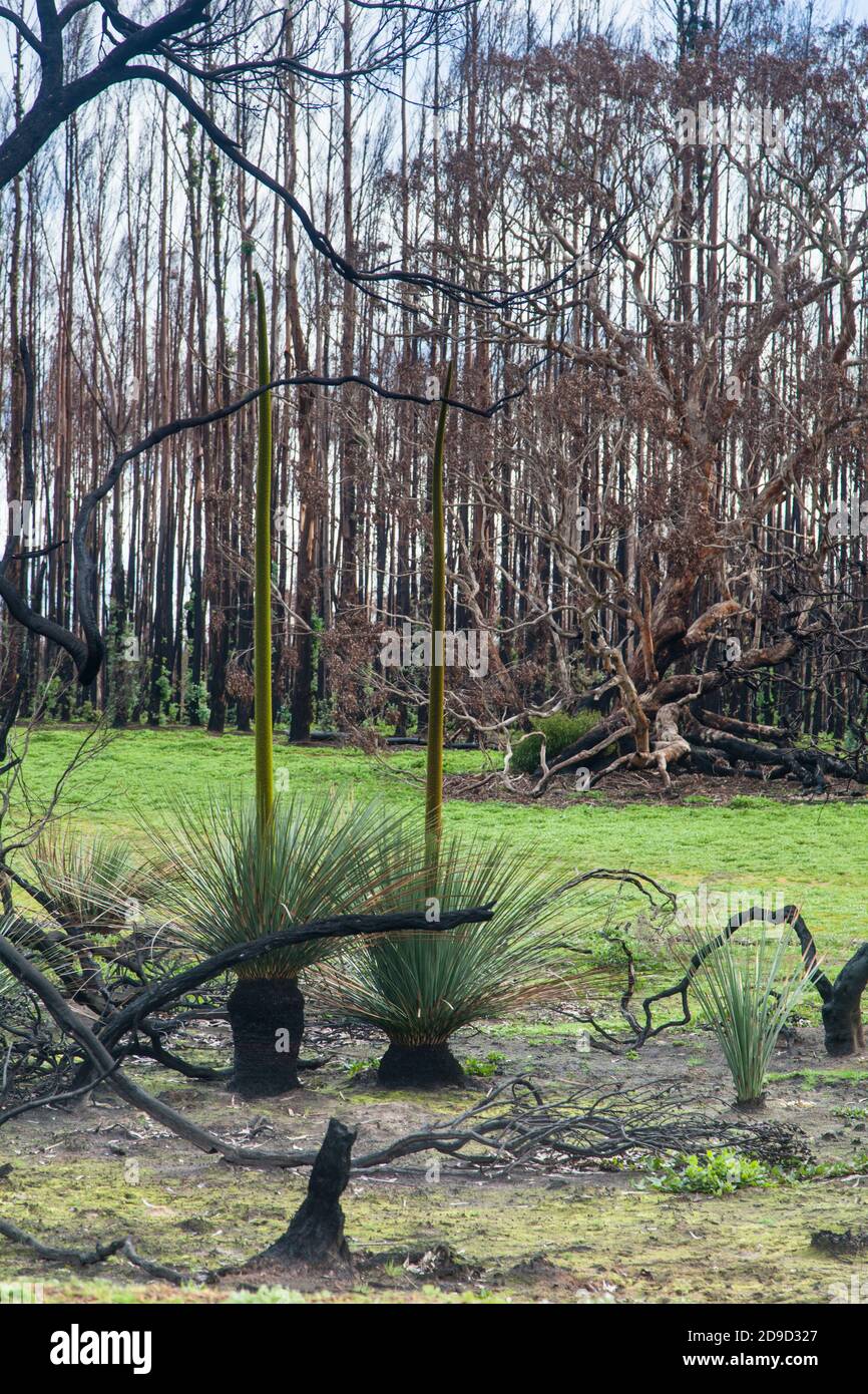 Kangaroo Island Grass trees (Xanthorrhoea semiplana ssp. tateana) (also Tate's Grass Tree or Yakka Bush) in front of burnt Blue Gum plantation. Stock Photo