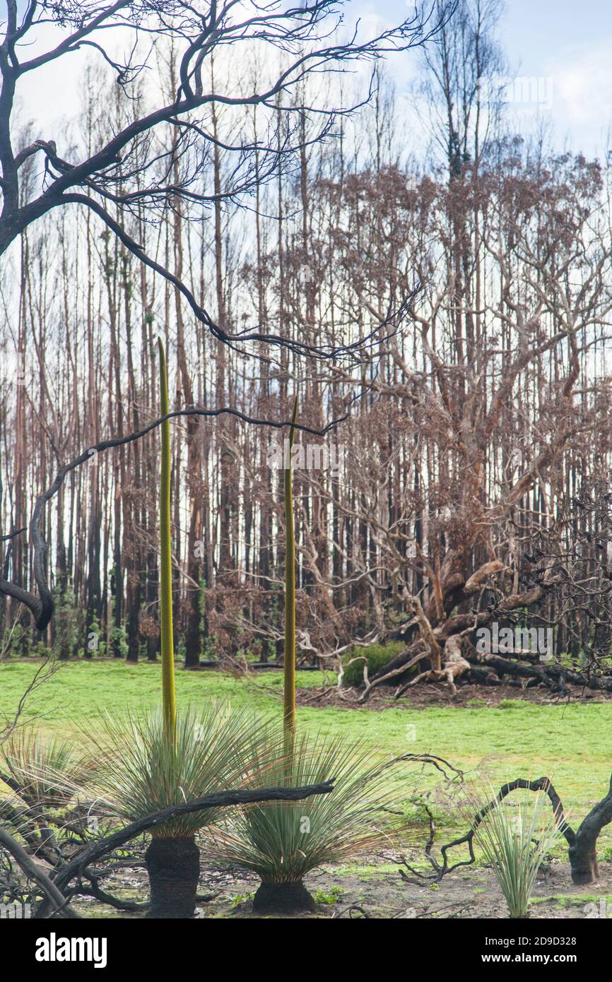 Kangaroo Island Grass trees (Xanthorrhoea semiplana ssp. tateana) (also Tate's Grass Tree or Yakka Bush) in front of burnt Blue Gum plantation. Stock Photo