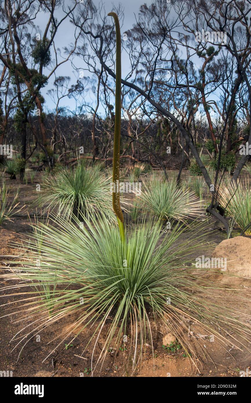 Kangaroo Island Grass trees (Xanthorrhoea semiplana ssp. tateana) also called Tate's Grass Tree or Yakka Bush, South Australia Stock Photo