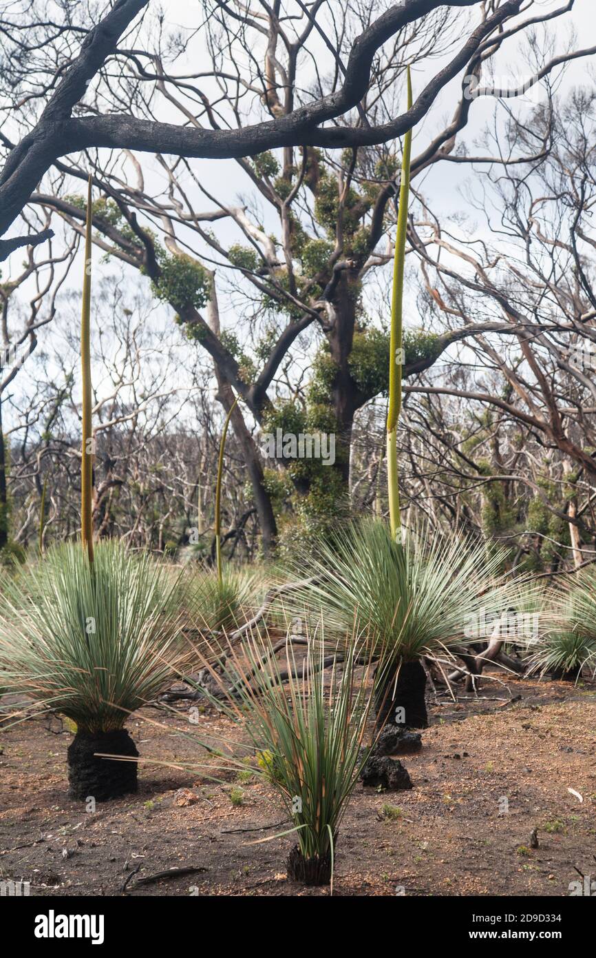 Kangaroo Island Grass trees (Xanthorrhoea semiplana ssp. tateana) also called Tate's Grass Tree or Yakka Bush, South Australia Stock Photo
