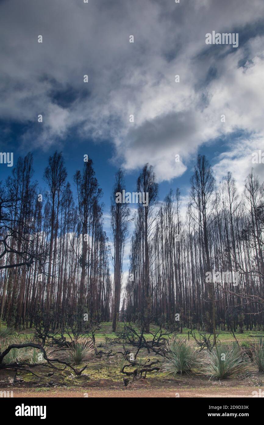 Regenerating burnt blue gum plantation Kangaroo Island, South Australia. The 2020 bushfires burnt 50% of the island. Stock Photo