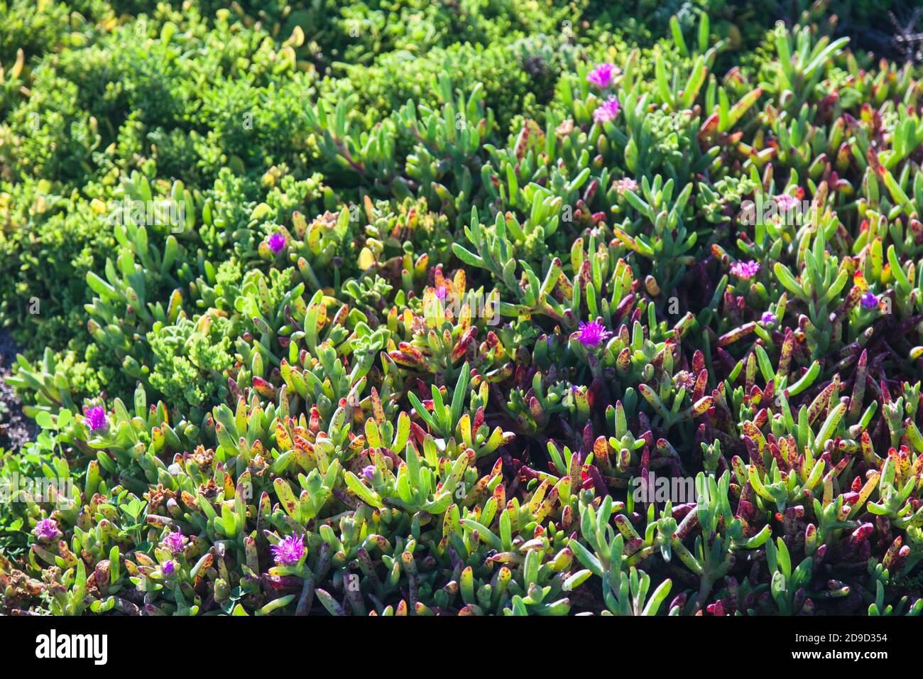 Angular pigface (Carpobrotus rossii),  Karkalla, Aizoaceae -Vivonne Bay, Kangaroo Island, South Australia Stock Photo