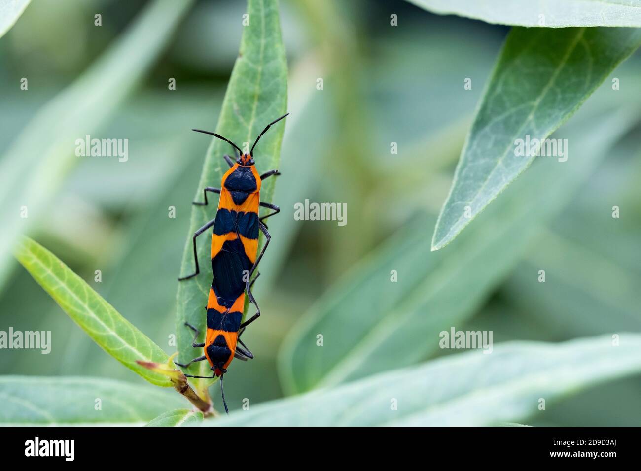 Male and female large milkweed bugs, Oncopeltus fasciatus, breeding on a milkweed leaf. Kansas, USA. Stock Photo