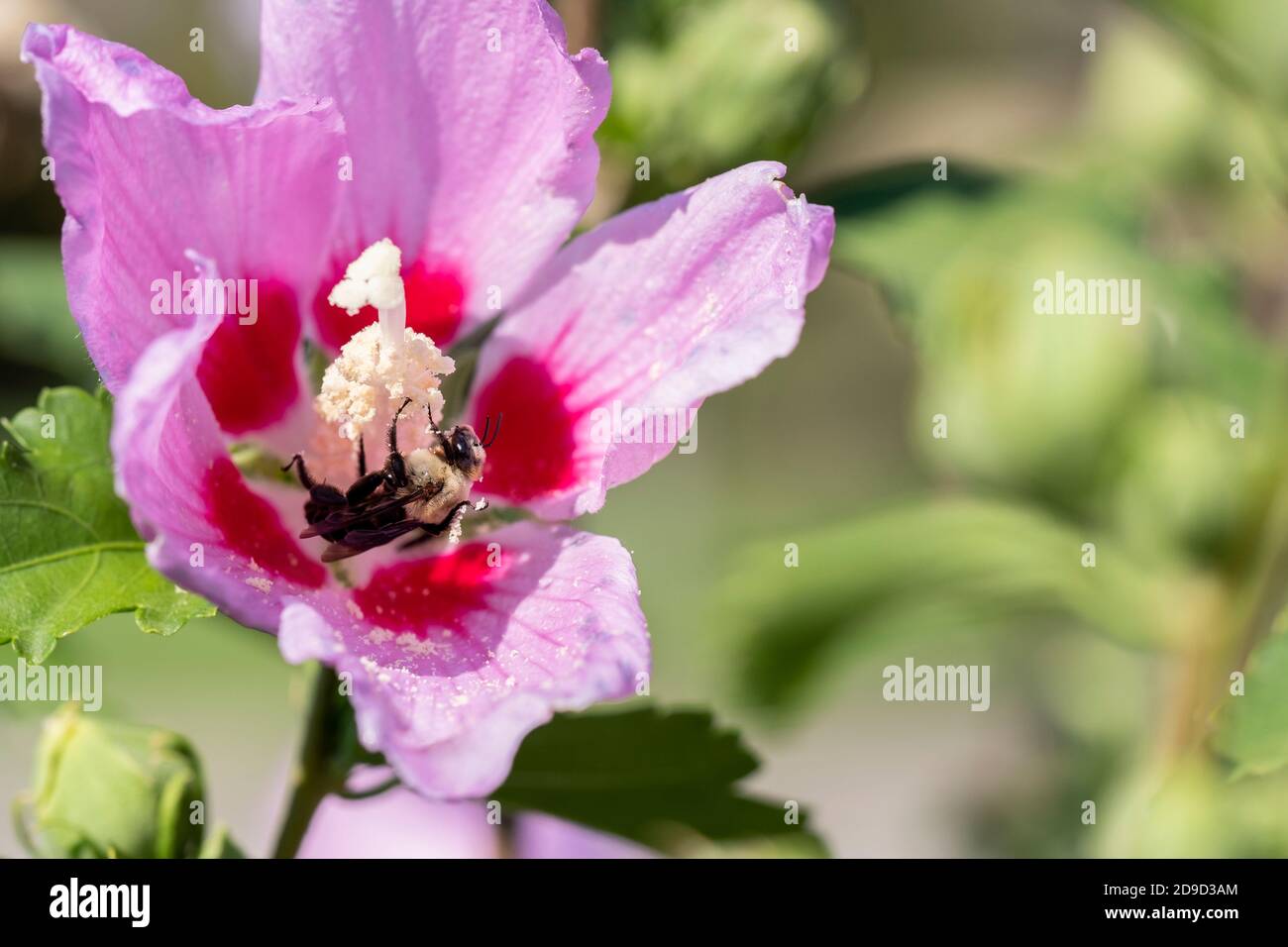 Common Eastern bumblebee, Bombus impatiens, gathering pollen from Hibiscus syriacus, rose of sharon flower. Kansas, USA Stock Photo