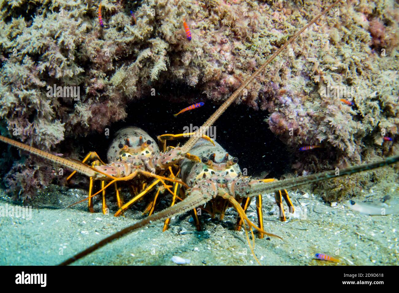 California spiny lobster, Panulirus interruptus, with blue-banded goby at Catalina Island, California, USA Stock Photo