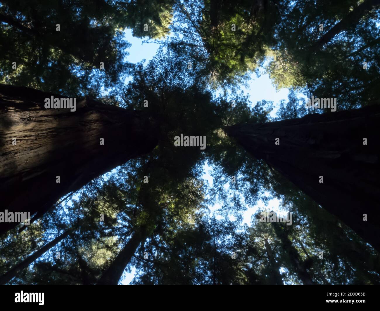 California coastal redwoods, Sequoia sempervirens, the tallest trees on