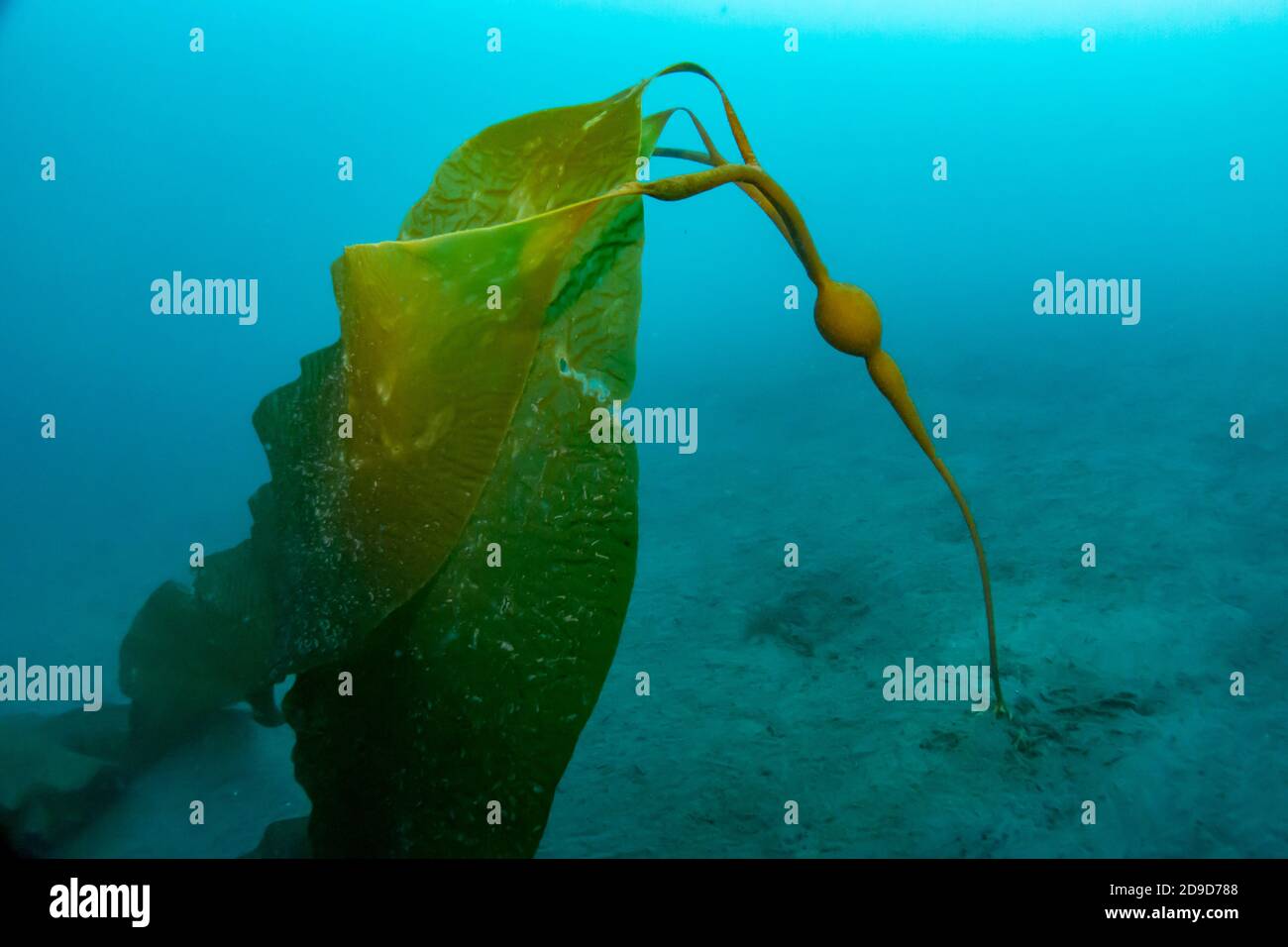 Elk Kelp, Pelagophycus porra, growing in the deep waters off Catalina Island, California, USA Stock Photo