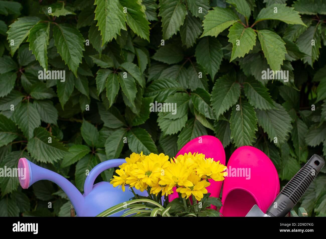 Gardening. work in the garden. tools, watering can and flower in a pot on a background of green leaves. Copy space. Wild grapes. climbing plants vine Stock Photo