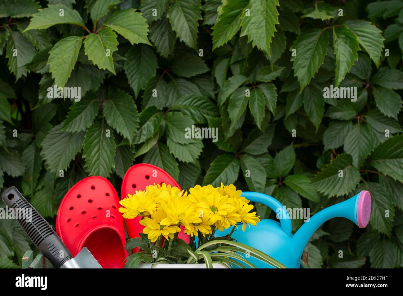 work in the garden. tools, watering can and flower in a pot on a background of green leaves. Copy space. Wild grapes. climbing plants vine Stock Photo