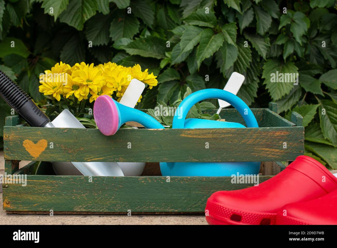 Gardening. work in the garden. tools, watering can and flower in a pot on a background of green leaves. Copy space. Wild grapes. Stock Photo
