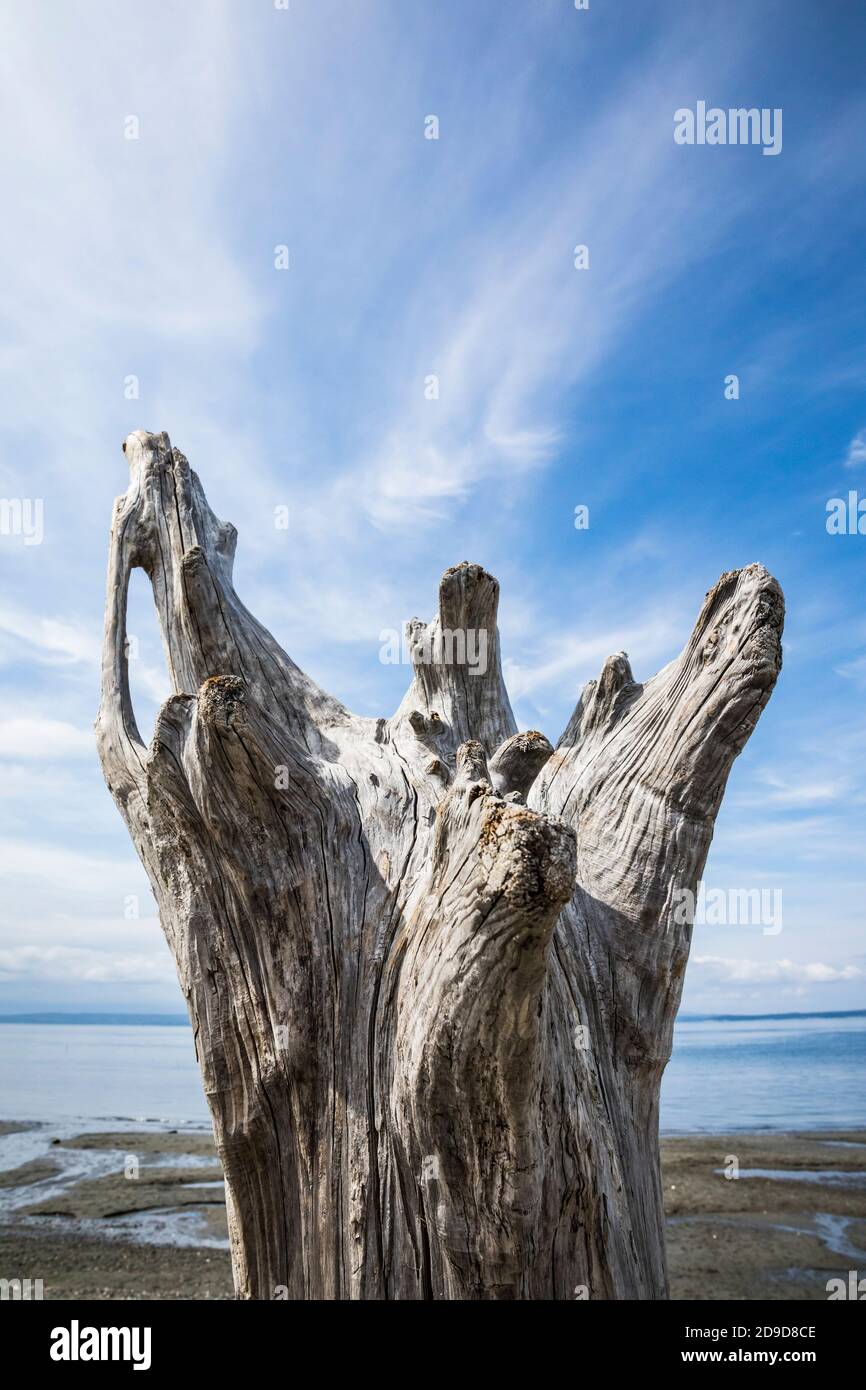 Driftwood and sky at Mutiny Bay, Whidbey Island, Washington, USA. Stock Photo