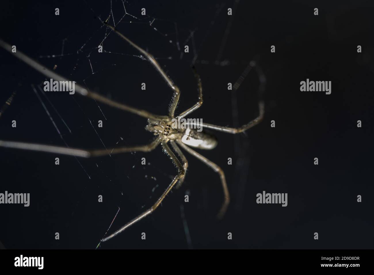 Macro shot of a creepy spider with long sharp legs on the spider web Stock Photo