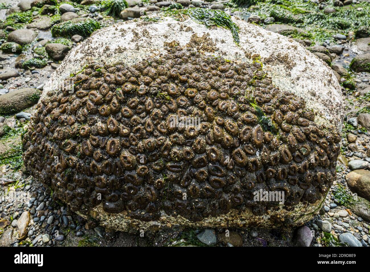 Sea anemones at Mutiny Bay, Whidbey Island, Washington, USA. Stock Photo