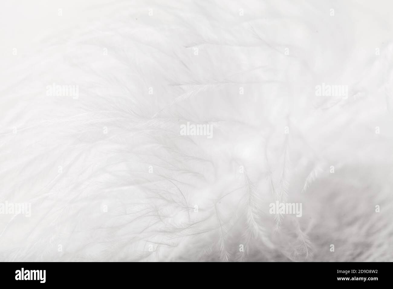 White feather of bird for background Stock Photo Alamy