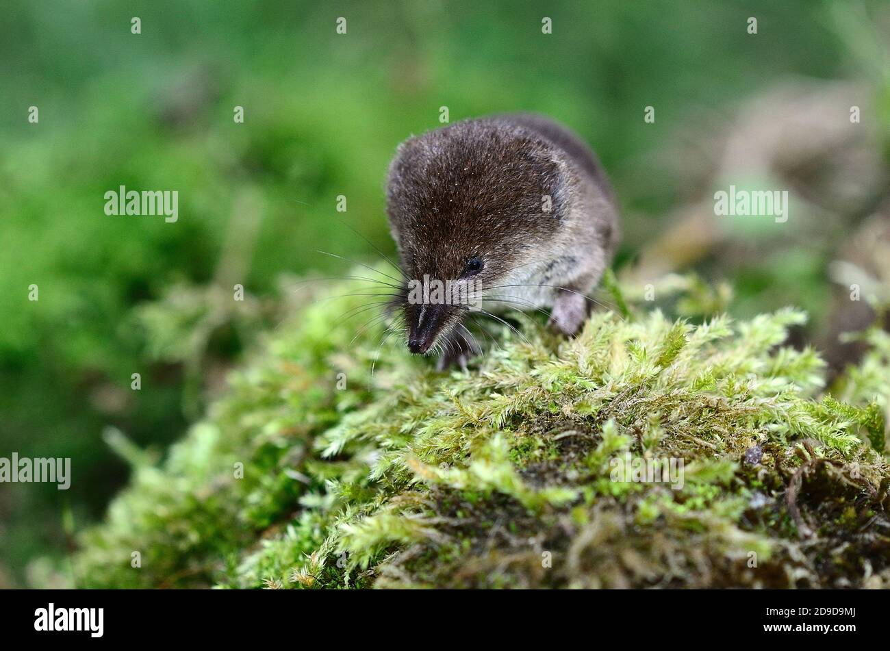 Small common shrew hires stock photography and images Alamy