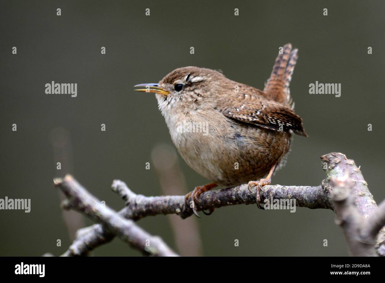 wren Stock Photo