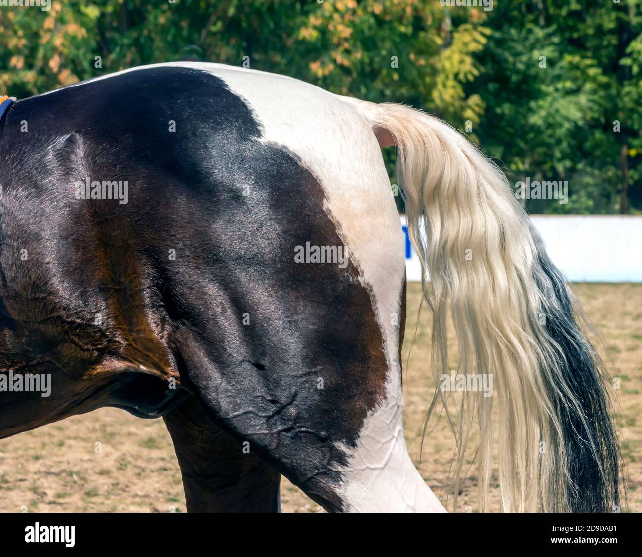 Horse tail close up, Caucasus,Russia. Stock Photo