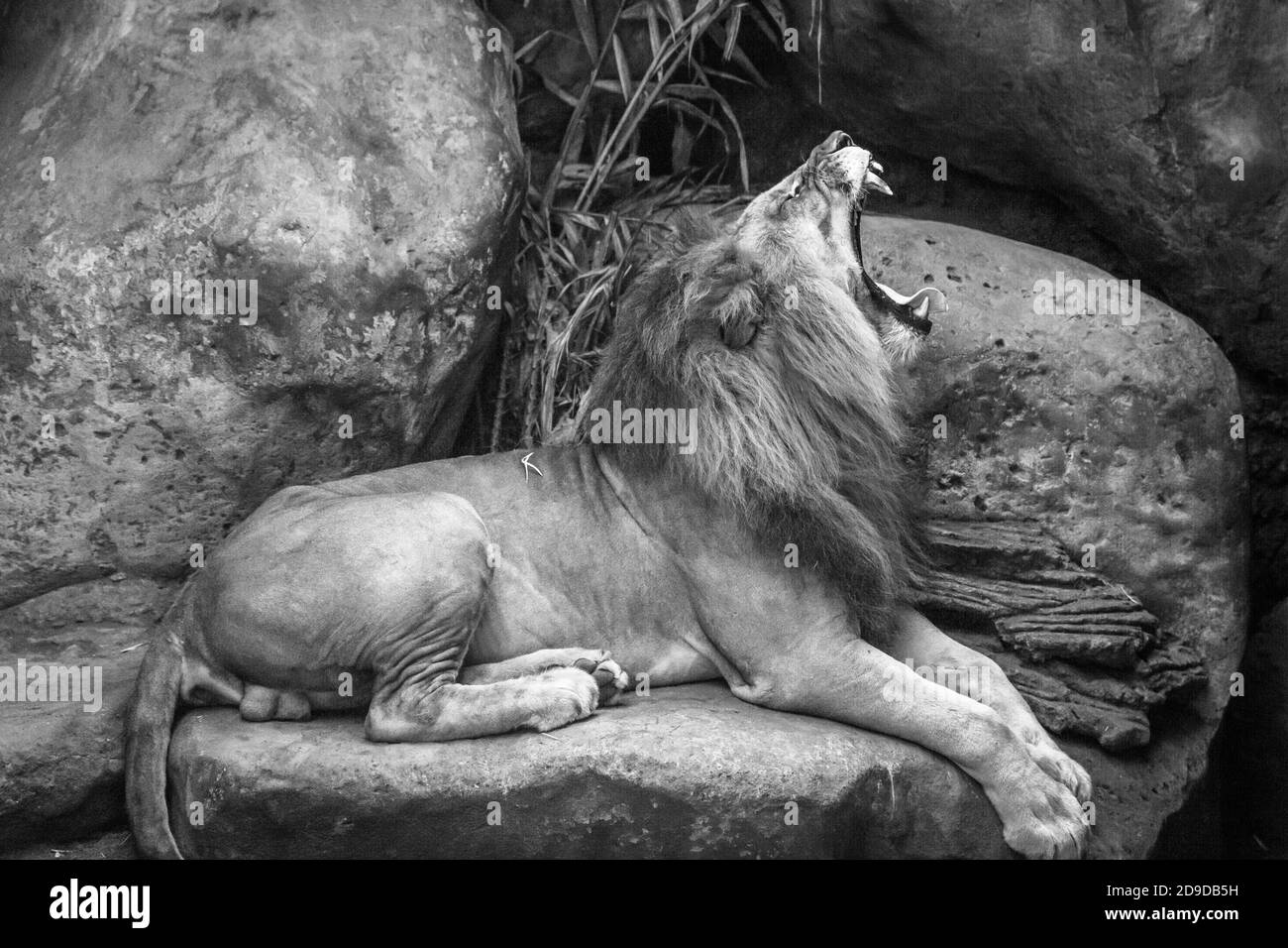 Adult male African lion. Full body shot. Safari park. Gianyar, Bali, Indonesia. Black and white. Stock Photo