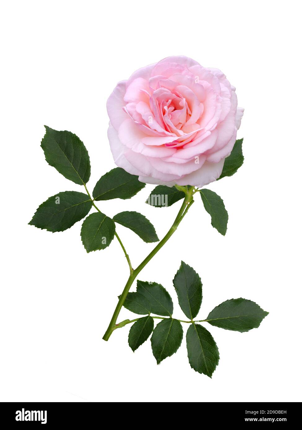 Small pink rose flowers bouquet and a ribbon bow isolated on white