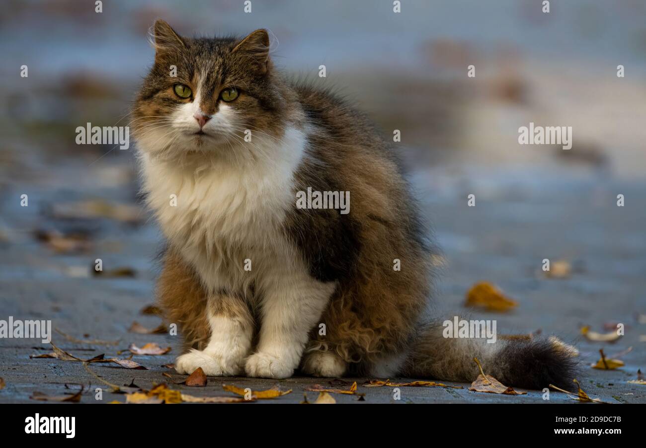 katze, tier, haustier, kätzchen, einheimisch, hübsch, felino, fell, katze,  portrait Stock Photo - Alamy