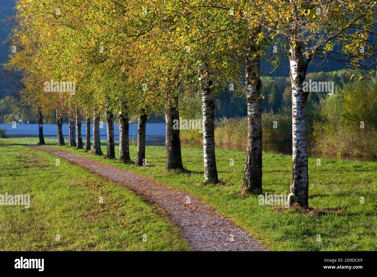 geography / travel, Germany, Bavaria, Schlehdorf, birch on the pathway at Lake Kochel (Kochelsee), Sch, Additional-Rights-Clearance-Info-Not-Available Stock Photo