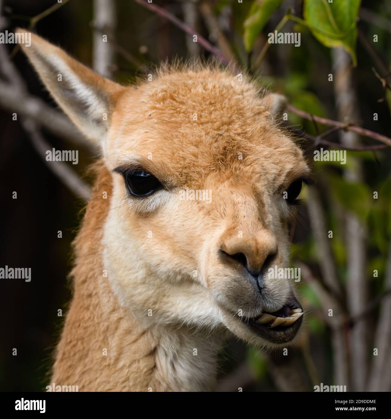 Baby alpaka hi-res stock photography and images - Alamy