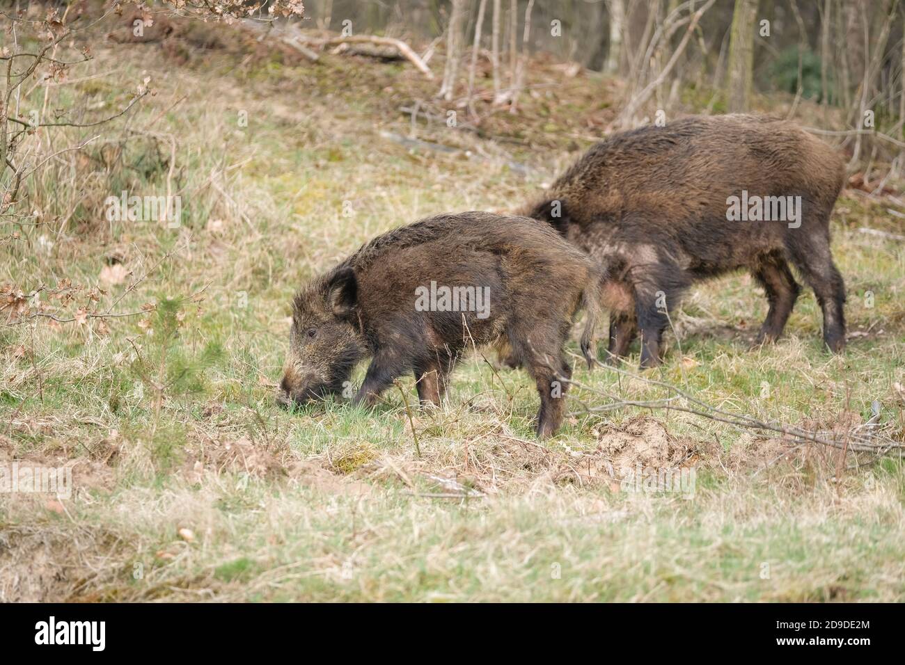 Wild pig with cute piglets eating on grassland with trees Stock Photo